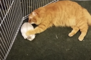 ネッコ「おっ子ネッコおるやん！ぺろぺろなでなでしたろ！！」←子猫とうさぎを間違えてる猫がかわいい。