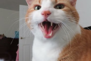 「起きて起きて起きて」ほぼ毎日、飼主さんが起きるまでしつこく鳴き続ける猫