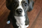 韓国人「犬ではないのに90%の人が犬に見えてしまう写真がこちら」
