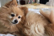 閉鎖で外出できないので自力で愛犬をトリミングしてみた結果ｗｗｗｗｗ