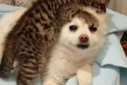 ポメラニアンの頭をハムハム、ペロペロする救助された子猫ちゃん。