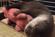 ぬいぐるみを抱っこしないと眠れない寂しがり屋のカワウソちゃん