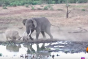 子サイを守ため、巨大なゾウに勝負を挑む母親サイ