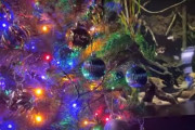 電気ウナギのパワーでクリスマスツリーは点灯するか！？