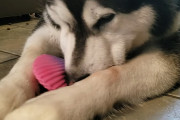 ママに遊んでもらいたいマラミュート犬、噛むと鳴るボールをひたすら鳴らし続け…デストロイッ！