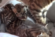 【動物ほっこりニュース】子ネコ「ニャァ～」母ネコ「どうしたの？よしよし」