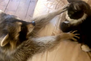強引にでも猫と友達になりたがるアライグマ！！