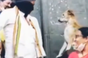 これはきっと神の遣い。寺院の外で出てきた信者たちに挨拶をする犬ちゃん。海外の反応