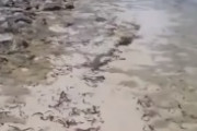穏やかな浜辺でカメラが捉えた「海の世界の弱肉強食」が残酷すぎる　海外の反応
