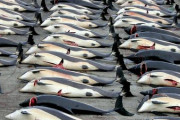 海外「今のノルウェーは日本とアイスランドを合わせたよりもクジラを殺している」