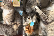 【海外】子猫を救出しに行ったら母猫も見つけて…運命の出会いに感動！