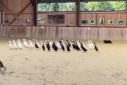 優秀な牧羊犬のボーダーコリーは…アヒルを色分け出来る