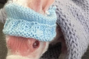 ブリーダーからも見放された「毛のないウサギ」優しい家族を手に入れて、世界中から愛されるウサギに！！