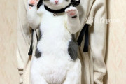 外国人「日本人が作った猫バッグの見た目がリアルすぎるぜ！」