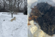 【海外】「愛犬が雪山から動かない理由とは？小さな命を守る感動の瞬間」