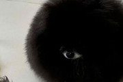 一つ目黒モフとな！？画像加工一切なし、実在する生物なんです！