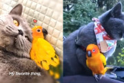 恋人同士のように仲の良い猫とオウム