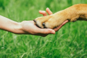 海外「人間さん、助けてくれてありがとう！」洪水で逃げ遅れた犬の救出劇に一同ほっこり