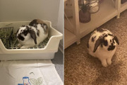 外国人「飼い始めたウサギにアニメや日本風の名前をつけたい、オススメある？」
