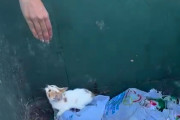 【海外】捨てられたゴミ箱から小さな子猫を救出！心温まる感動ストーリーとその後の幸せな瞬間とは？