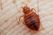 【海外】寝室の敵・ベッドバグの発生源はどこ？その驚きの秘密とは！