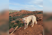 【海外】「旅先で発見！愛犬とそっくりな別の犬、数千マイル離れた場所での運命的な出会い」