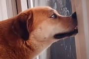 「こうするのが気持ちいいんだ！」鼻を何かに押し付けないと気が済まない犬