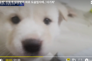 【画像あり】韓国人、里親として引き取った犬親子を即日屠殺して焼酎漬けにして飲む
