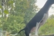 犬が外に出ないよう安全のために柵を作ったよ！・・・もっと高い柵が必要だったようだな。海外の反応