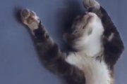 最高に気持ち良さそうに眠っているところ悪いんですが起きてもらえますか？車の上で眠っている猫。海外の反応