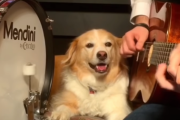 幸せなひと時…。ワンちゃんと音楽を楽しむ動画の総集編をどうぞ。 海外の反応
