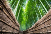 新型肺炎で観光客激減の嵐山、人がいないことを逆手にキャンペーン開始　海外の反応