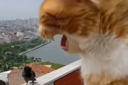 何の交渉をしているのだろう？カラスと会話している猫（要音声）