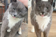 【海外】教会の猫が信頼できる人に出会って、人生が一変しちゃった話！