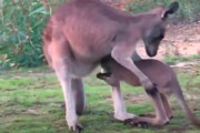 入る袋を間違えた赤ちゃんカンガルーに優しく寄り添うお母さんが素敵！