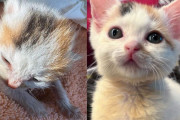 【海外】「フェンスの隙間で生まれた子猫たち、最小の子猫に特別なサポートを提供」
