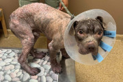 【海外】「立つこともできなかった迷い犬が、愛情で生まれ変わった！その感動ストーリーとは？」