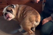耳掃除をしたい飼主さん、しかしワンコには耳より気になる部位があるようで…？