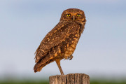 【海外】夜行性動物12選：昼間は眠っているけれど、夜になると活躍する秘密の生き物たち