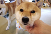 外国人「日本の柴犬カフェやべぇｗｗｗｗ日本がマジで羨ましいよ」