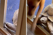 「俺に任せろ！」豪快にドアを開けるカメの後に続き家の中に押し入るワンちゃんたち！