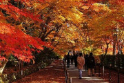 海外「日本旅行は秋に行くのが一番！」日本旅行に最適な季節に対する海外の反応