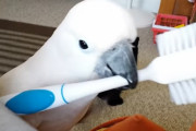 「これでナデナデしてー！」トイレブラシを持ち出して飼い主さんにブラッシングをおねだりするオウムのマックスくん