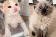 【海外】孤独な子猫と新たな友達の物語：ふたりは互いを必要とする存在に！