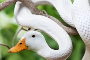 2つの動物でキメラを作る外国人たち　傑作揃いで盛り上がってしまう