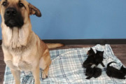 寒さから5匹の子猫を守っていた野良犬が保護される（カナダ）