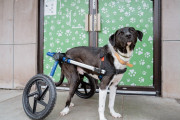 【海外】ずっと家族を待ってた特別な車いす犬の物語