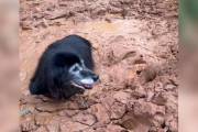 【海外】「泥に埋まった老犬、ヒーローの助けで救出される感動の瞬間」