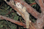 【海外】オーストラリアの火事からの奇跡！絶滅危惧のマサルパニーテってすごいことになってる！
