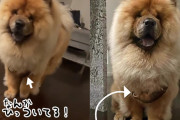 犬のふさ毛の中に小動物！ひっついて家についてきてしまったポッサムの赤ちゃん